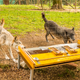 Two wolves cooperating on a rope-pulling test. (Image: Rooobert Bayer/Wolf Science Center, Ernstbrunn, Austria)